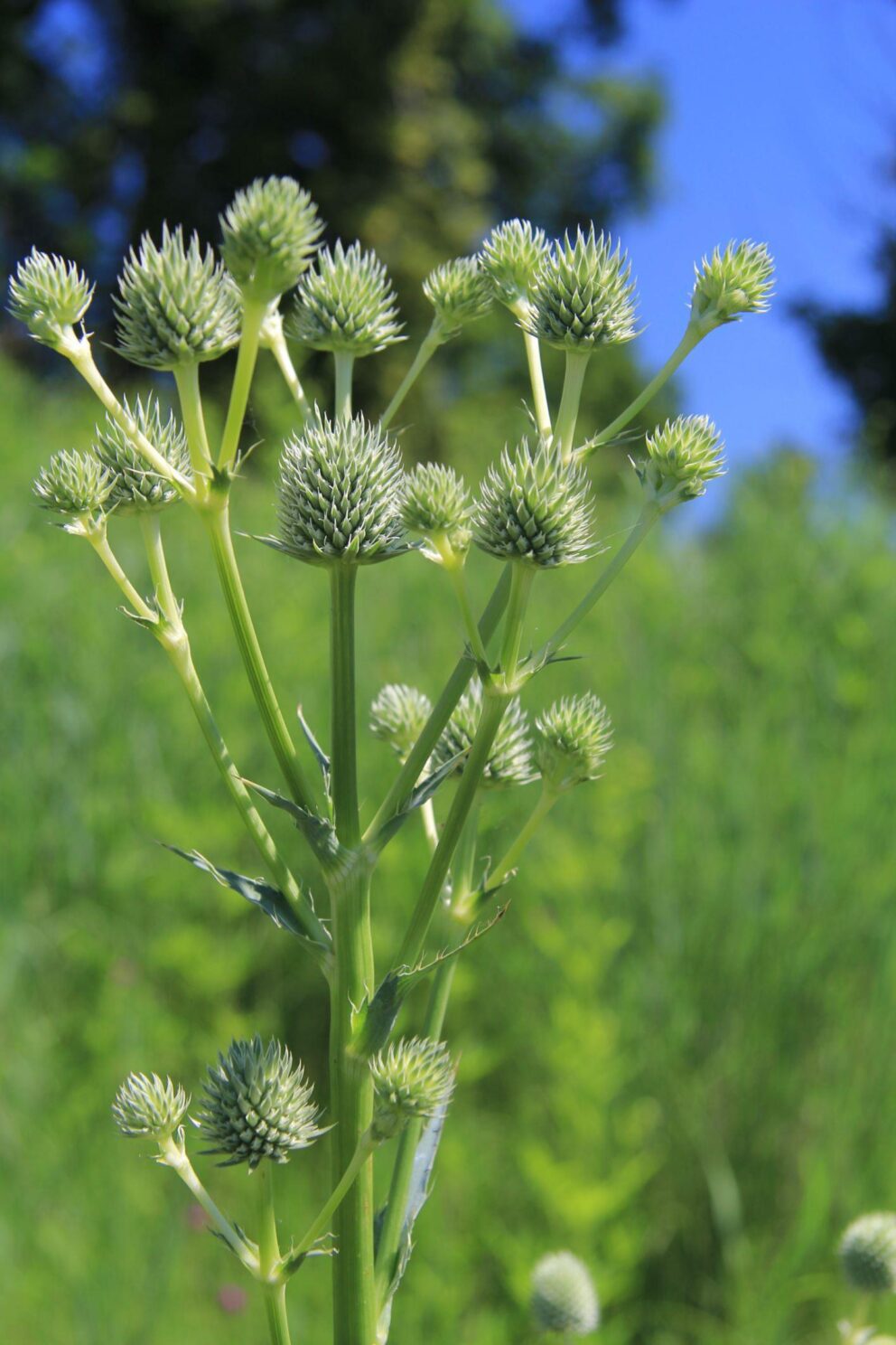 rattlesnake master at Nature Boardwalk