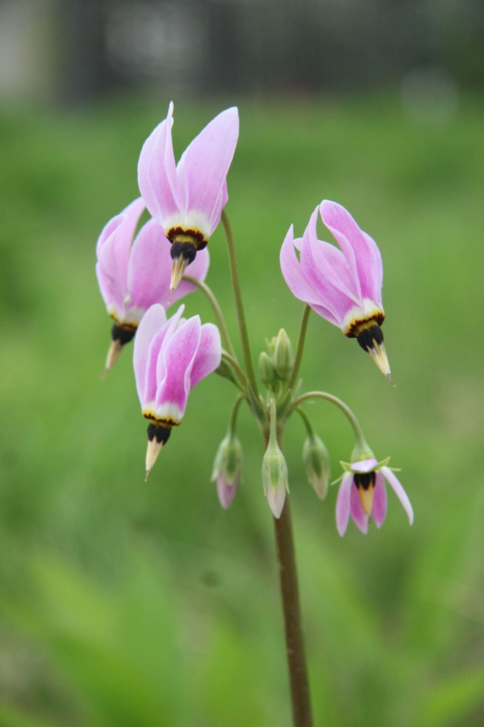 shooting star at nature boardwalk