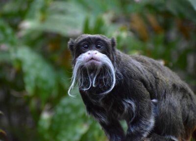 bearded emperor tamarin