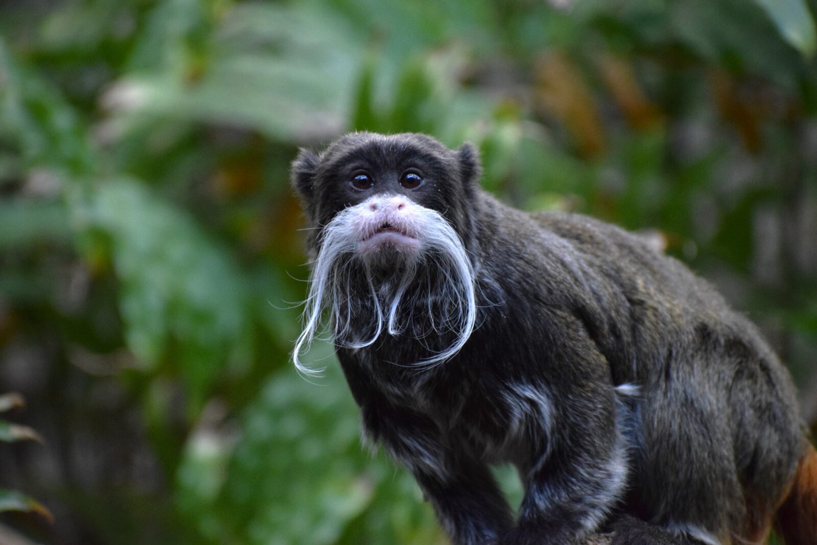 bearded emperor tamarin