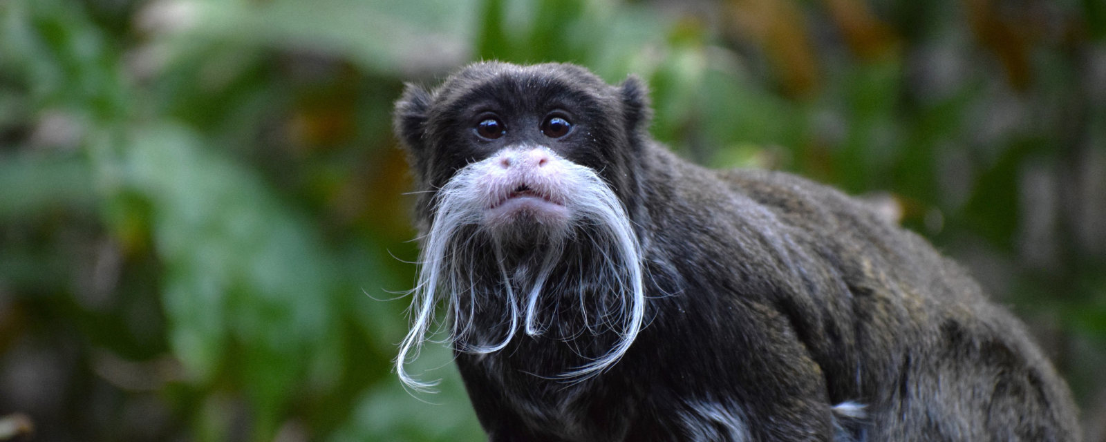 Lincoln Park Zoo Welcomes a Pair of Mustachioed Emperor Tamarins 