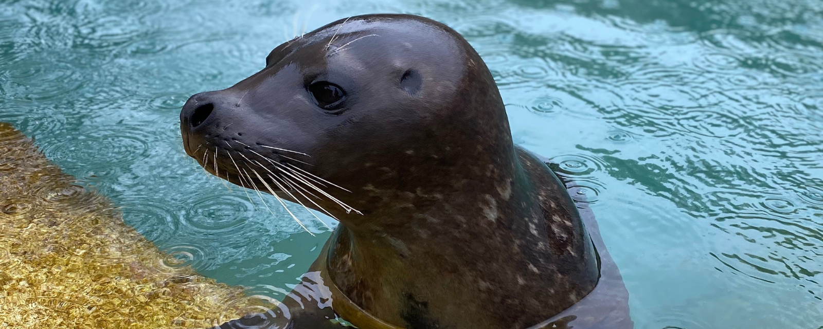 Avian Influenza Cause of Death in Harbor Seal and Chilean Flamingo at Lincoln Park Zoo