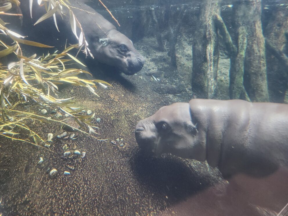 pygmy hippos