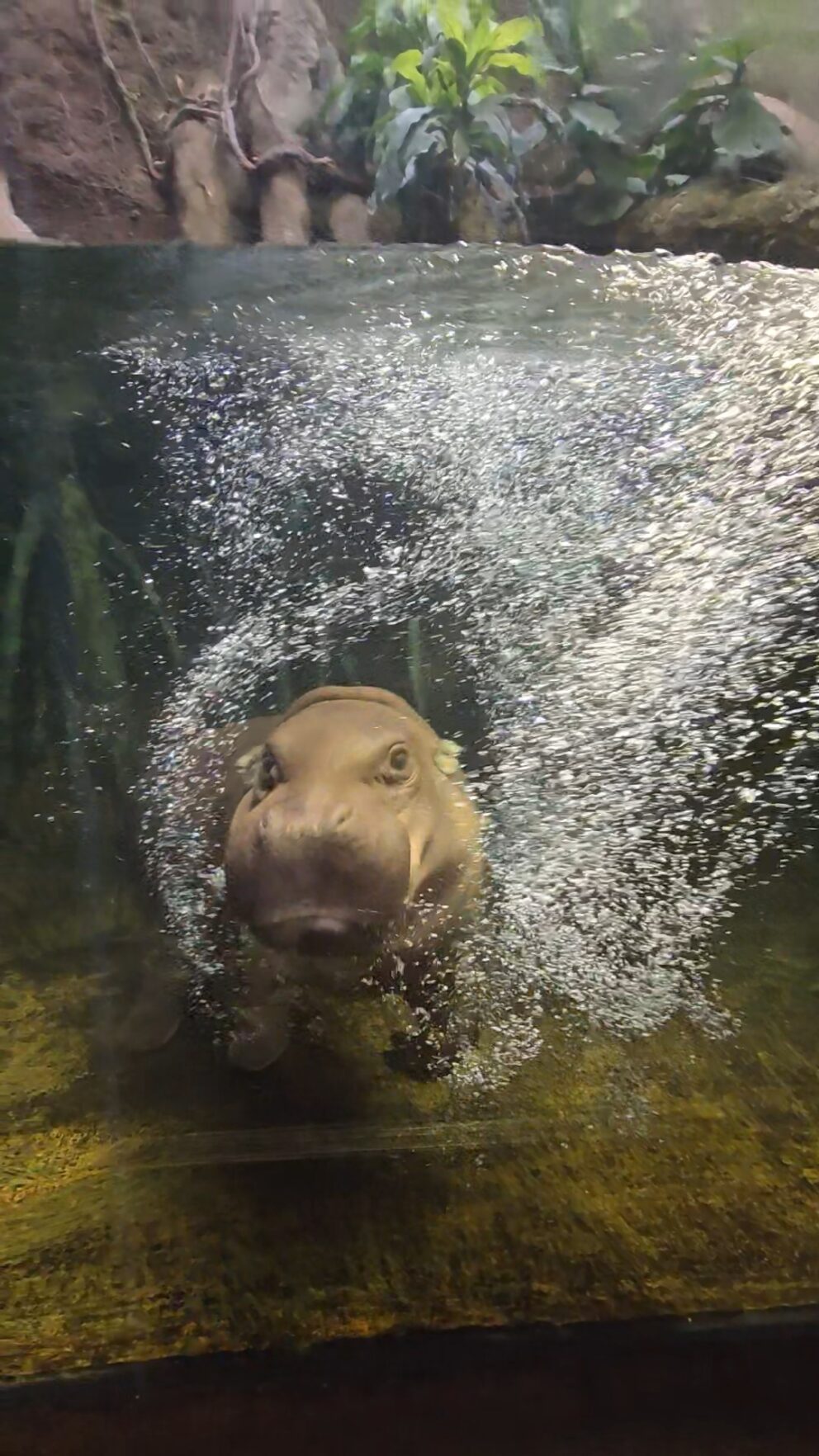 pygmy hippo underwater