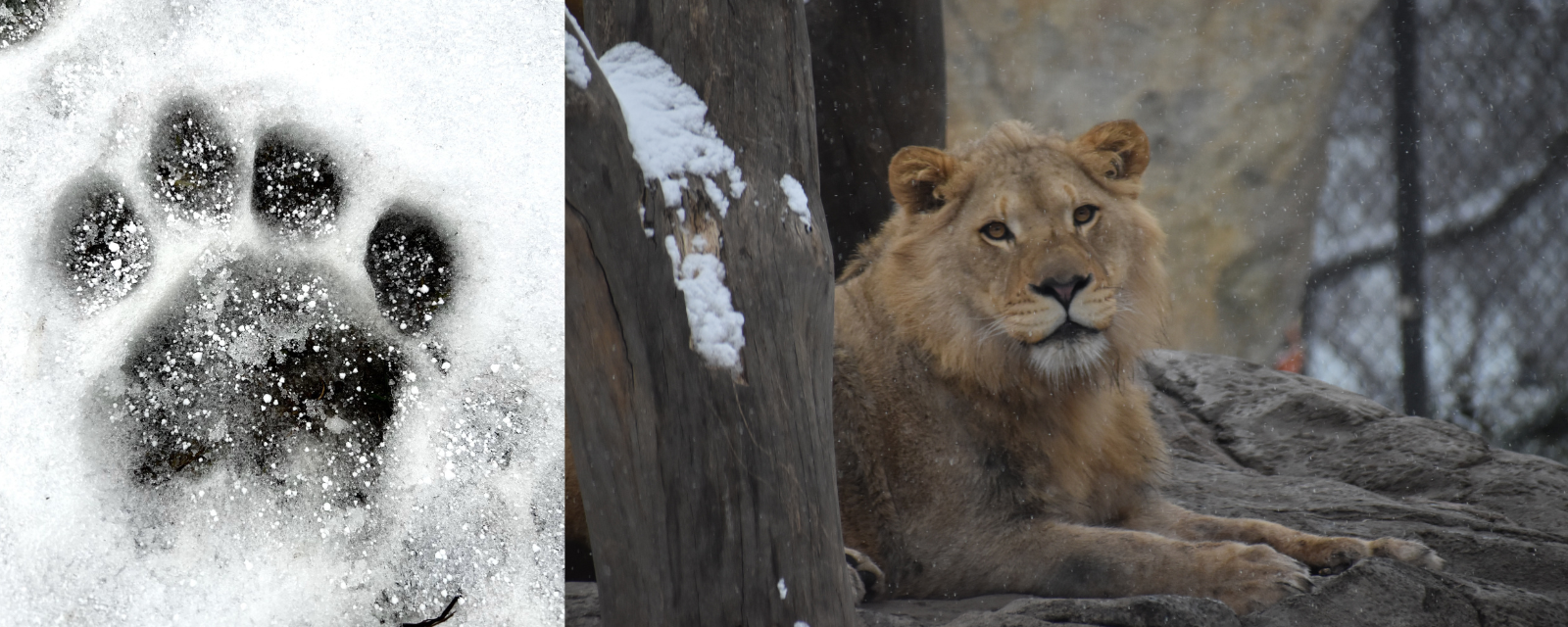 Feathered and Furry Snowy Footprints Abound at Lincoln Park Zoo