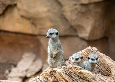 three meerkats