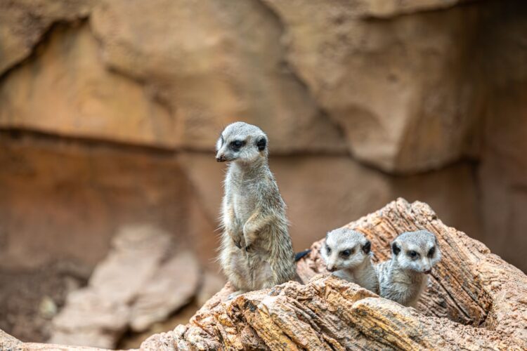 three meerkats